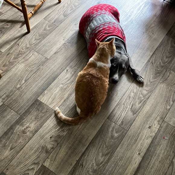 Meet your Posher, Ursula - Picture 1 of 1